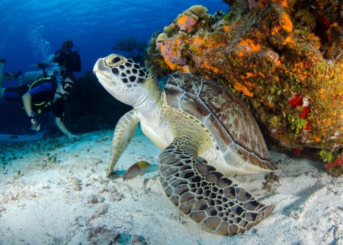 Schildkrötenbucht Abu Dabbab