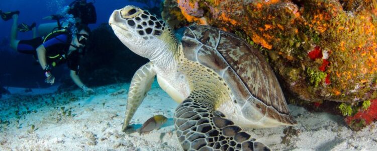 Schildkrötenbucht Abu Dabbab