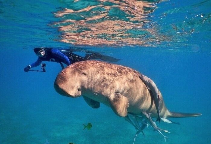 schwimmen mit Seekühen