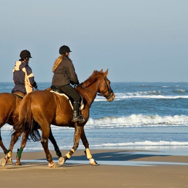 Reiten in der ägyptischen Wüste und Strand