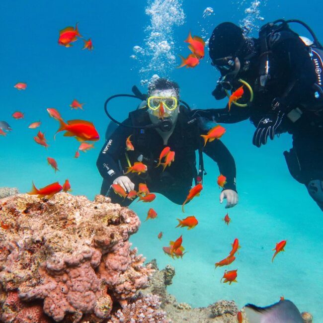 Ganztägiges Tauchausflug mit Mittagessen in Hurghada | Tauchausbildung Open Water Kurs Hurghada