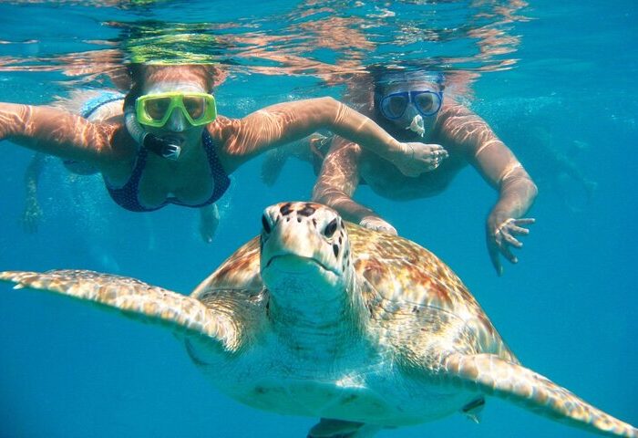 mit Schildkröte schwimmen